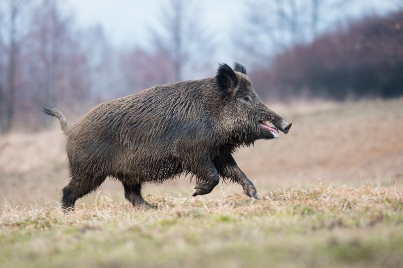 Jogging фото превью
