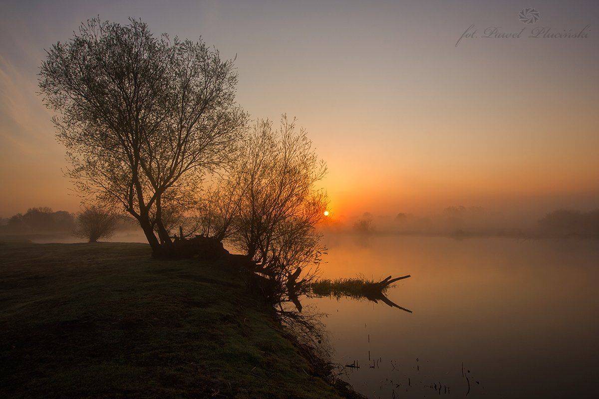 , Pawel Plucinski