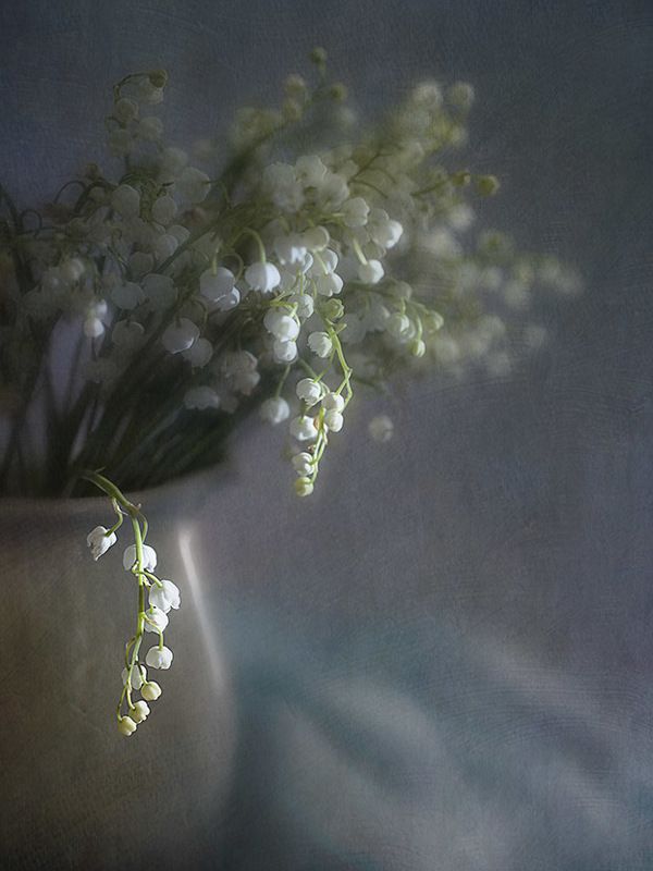 May-lily фото превью