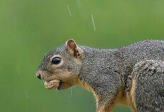 Лисья Белка -Fox Squirrel in rain
