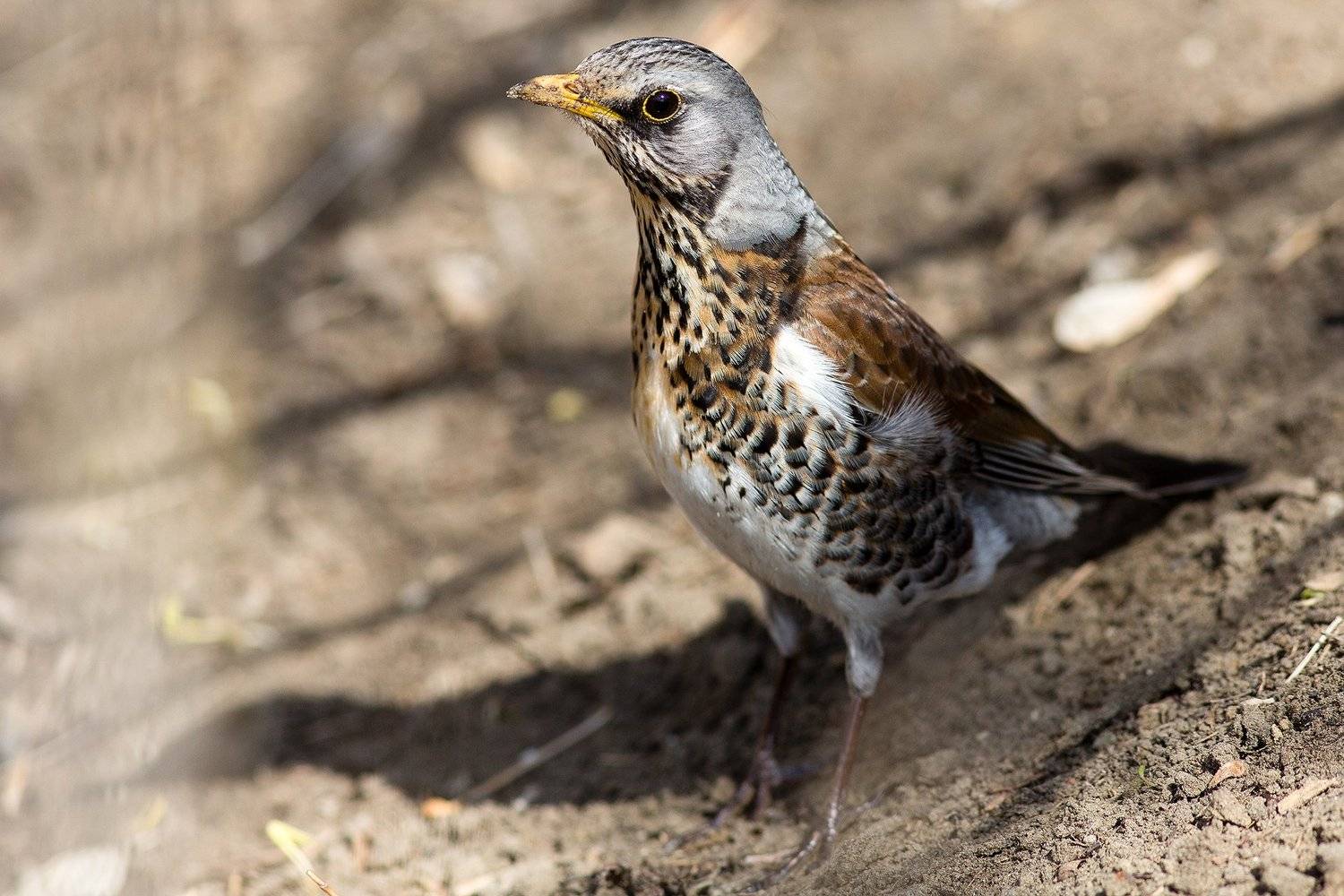 , Сосновских Вячеслав