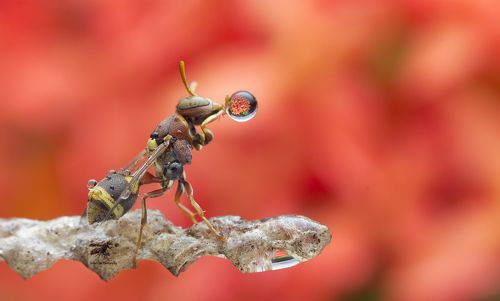Wasp Blowing Water Bubble 180516A