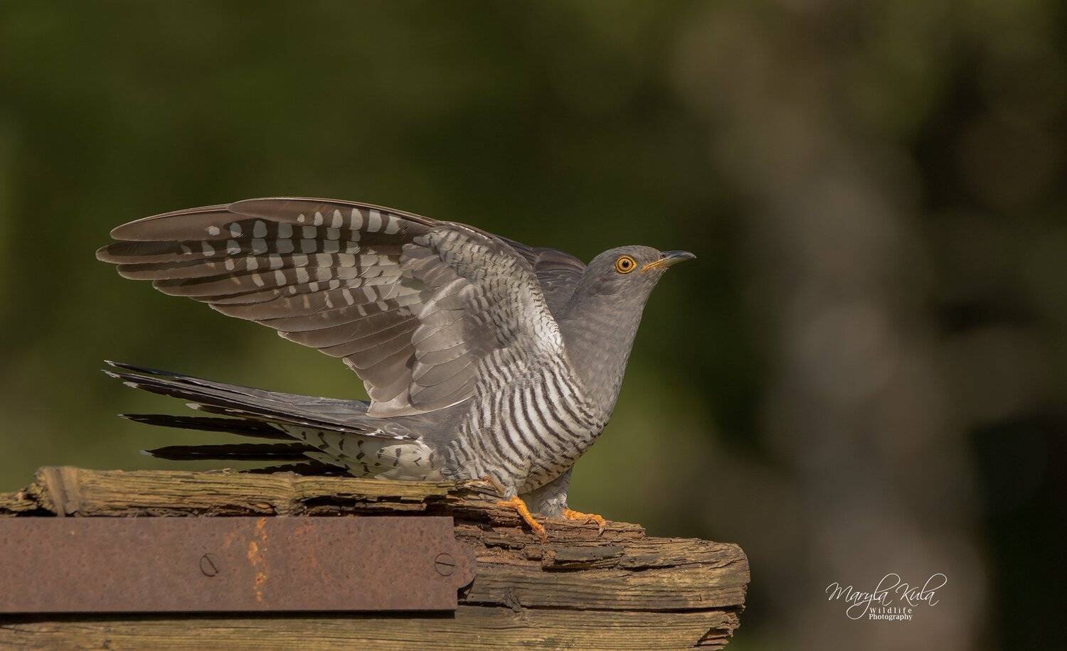 cuckoo, birds, nature, wildlife, woods, MARIA KULA