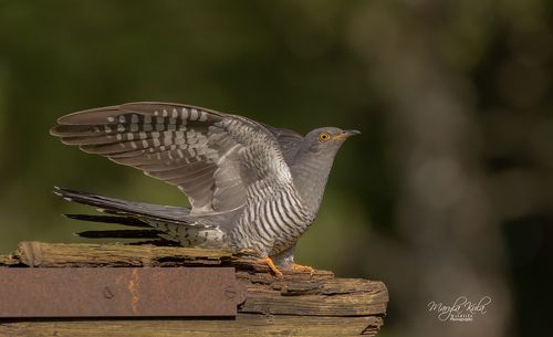 Cuckoo