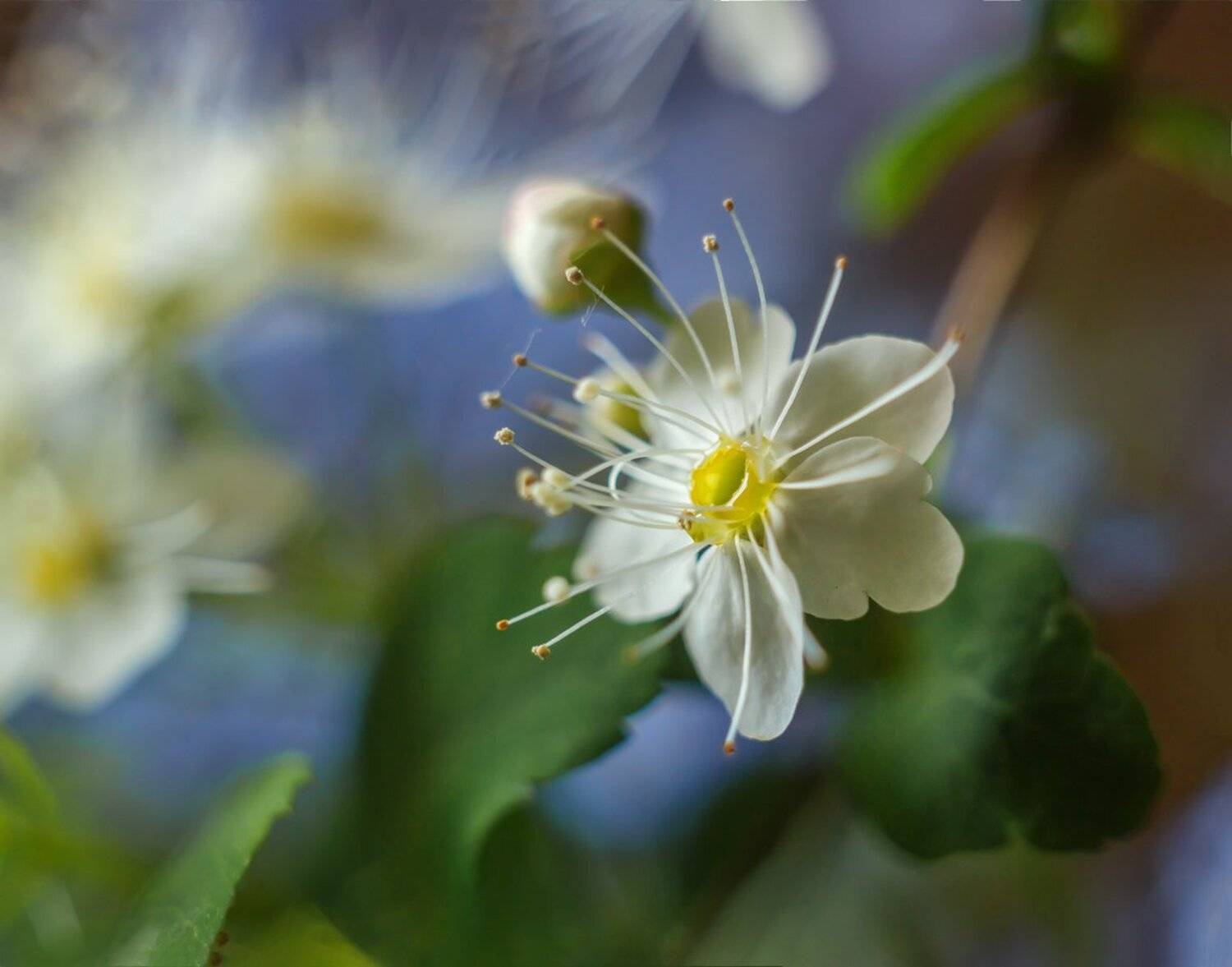 , Николай Андреев