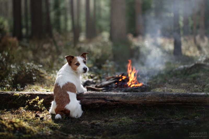 *** фото превью