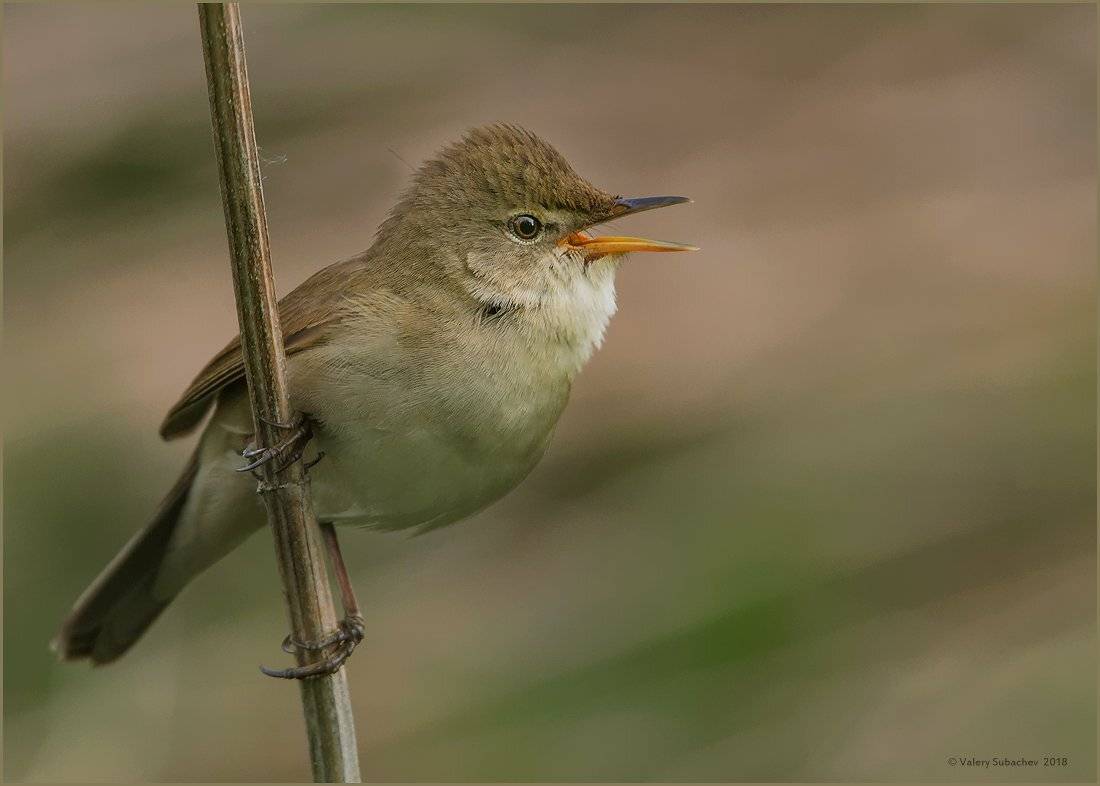 , Валерий Субачев
