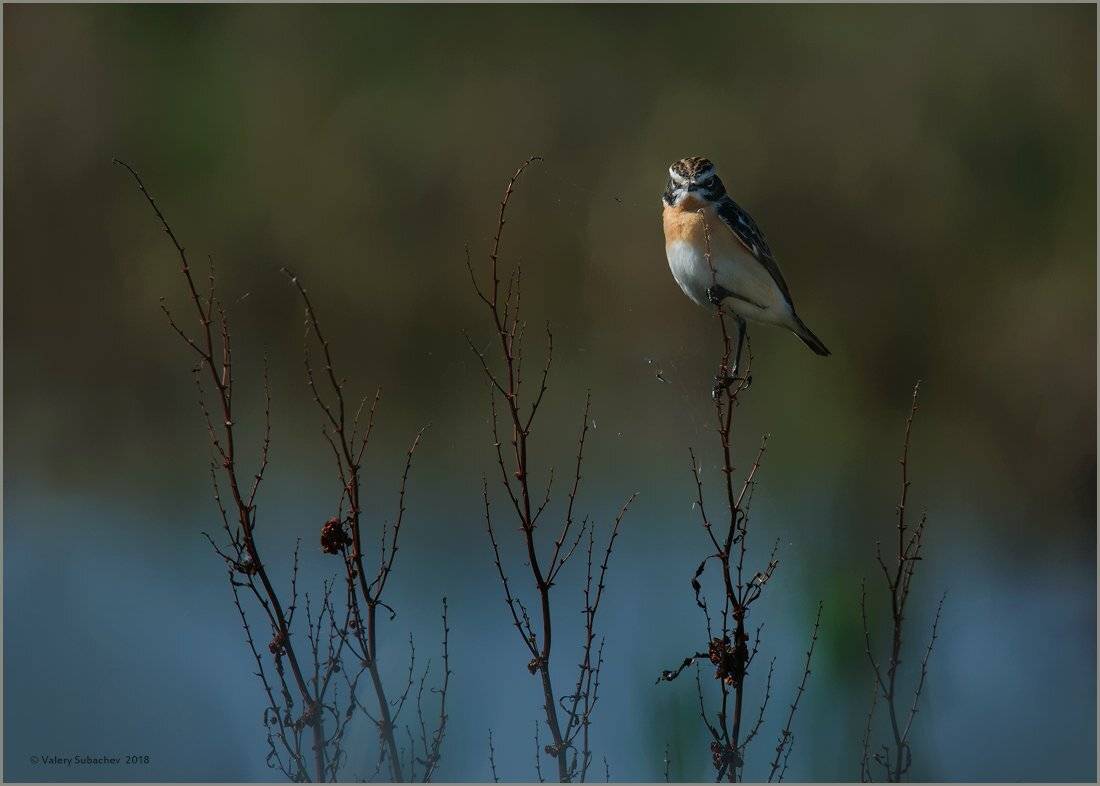 , Валерий Субачев