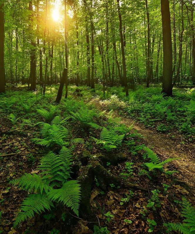 Москва, Измайлово, весна, май Весна в Измайлово фото превью
