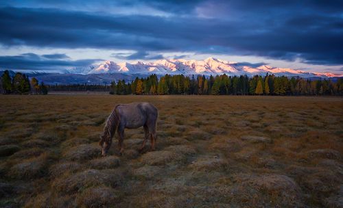 Так просыпаются горы