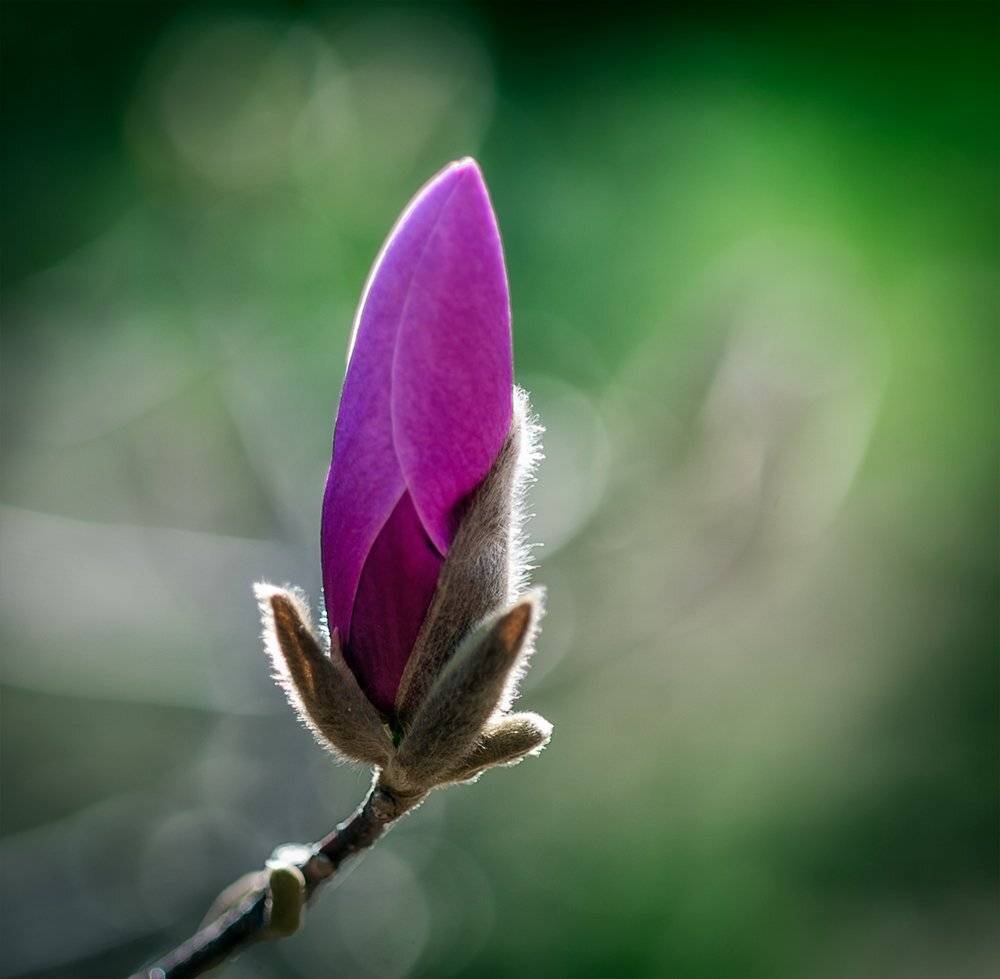 , Юрий Юрьев