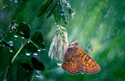 Rainy days