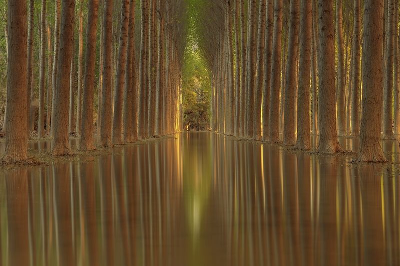 Mirror фото превью