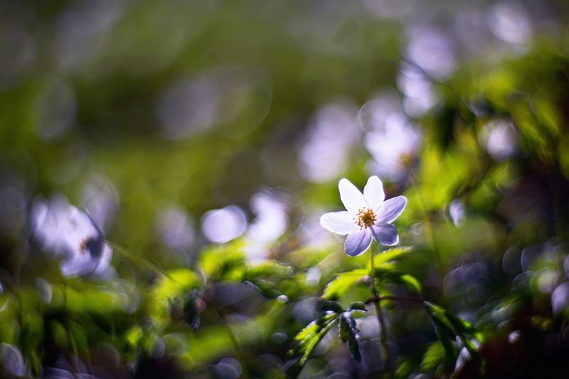 цветы, ветреница, боке, утро, петцваль, весна Время ветреницы фото превью