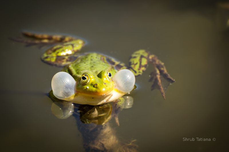 весна, пруд, лягушки Лягушачий концерт фото превью
