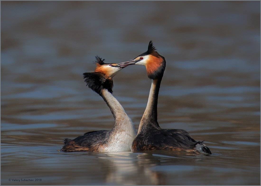 , Валерий Субачев