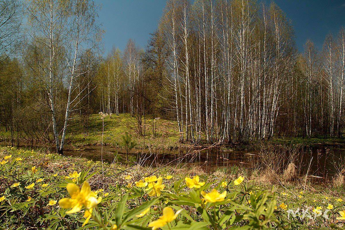 пейзаж весна май, Шангареев Марс