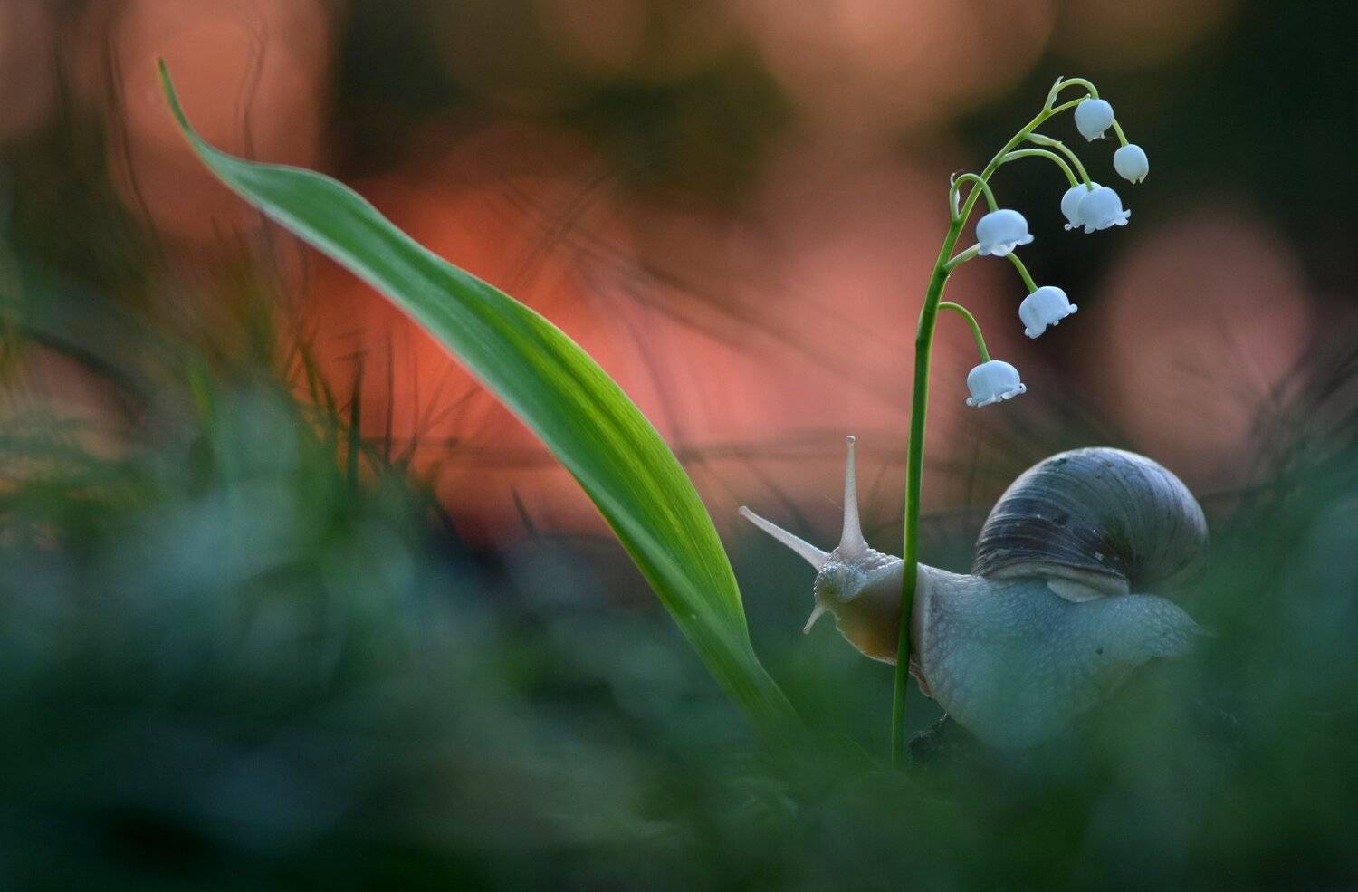 , Макеев Алексей
