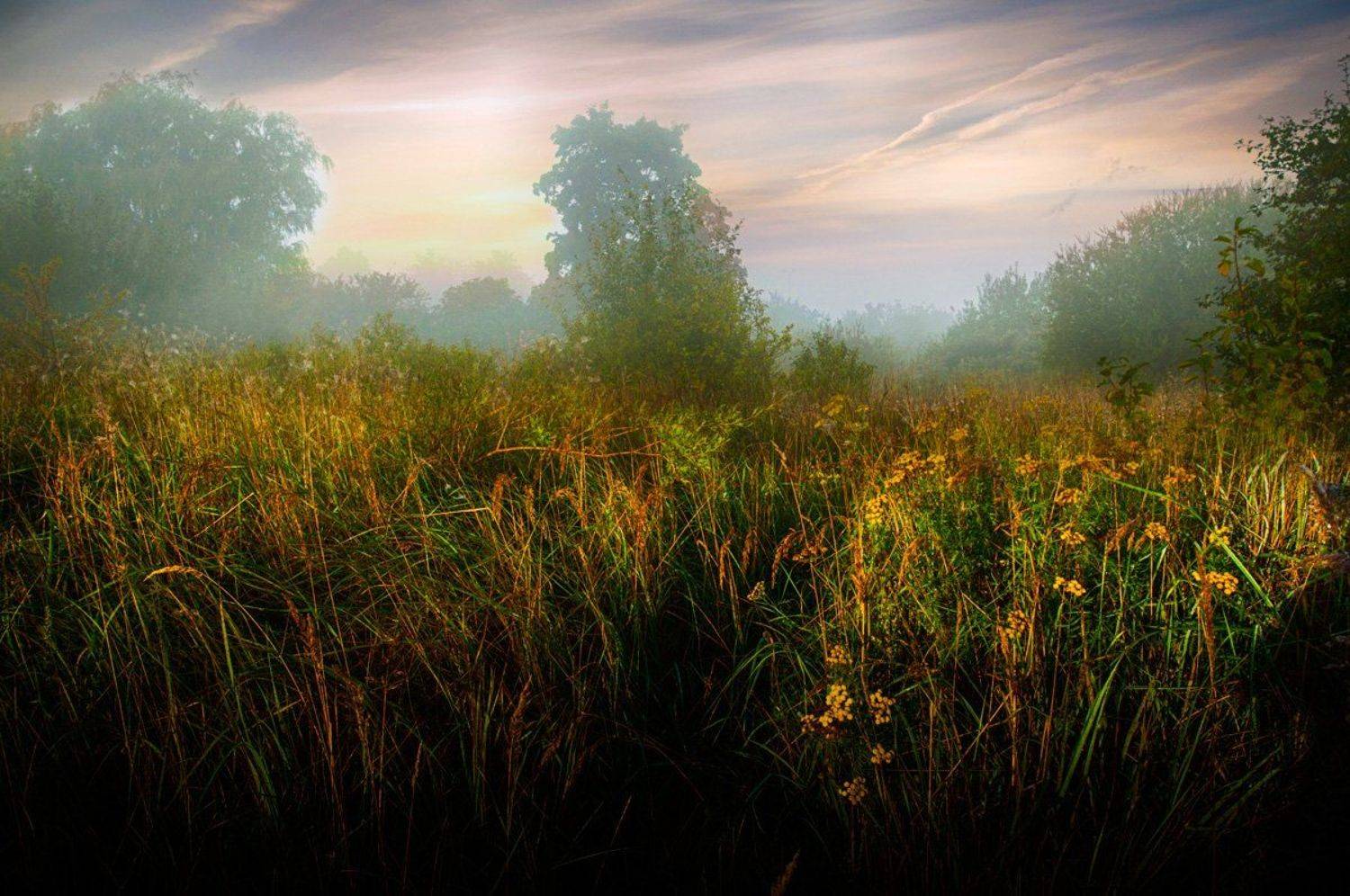 утро, туман, природа, Rimantas Petrikas