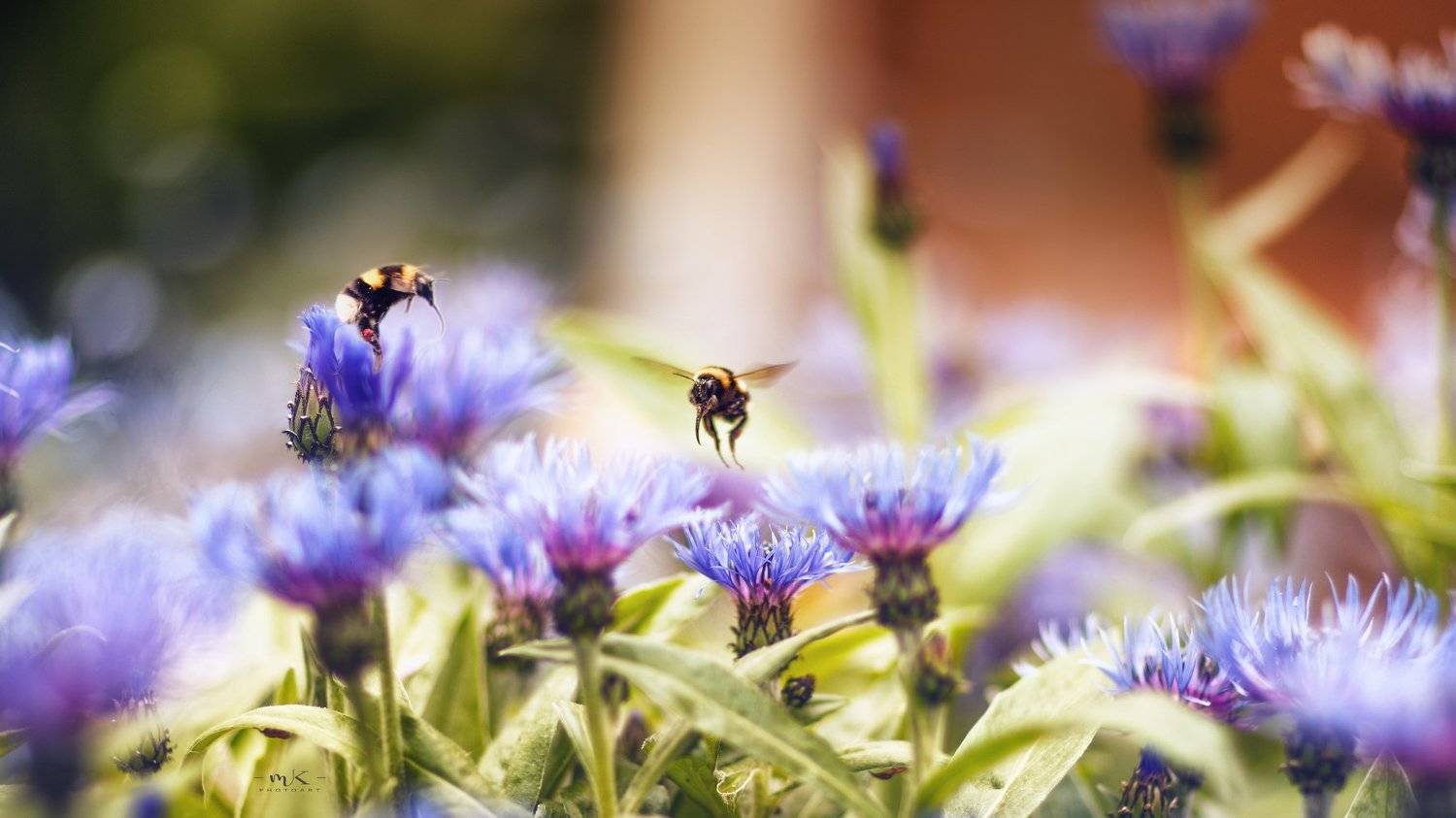 f1.2, Marius Kalinauskas