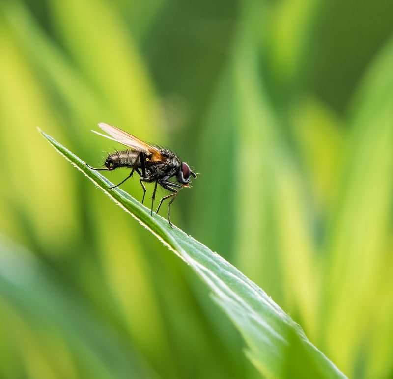 Просто муха фото превью