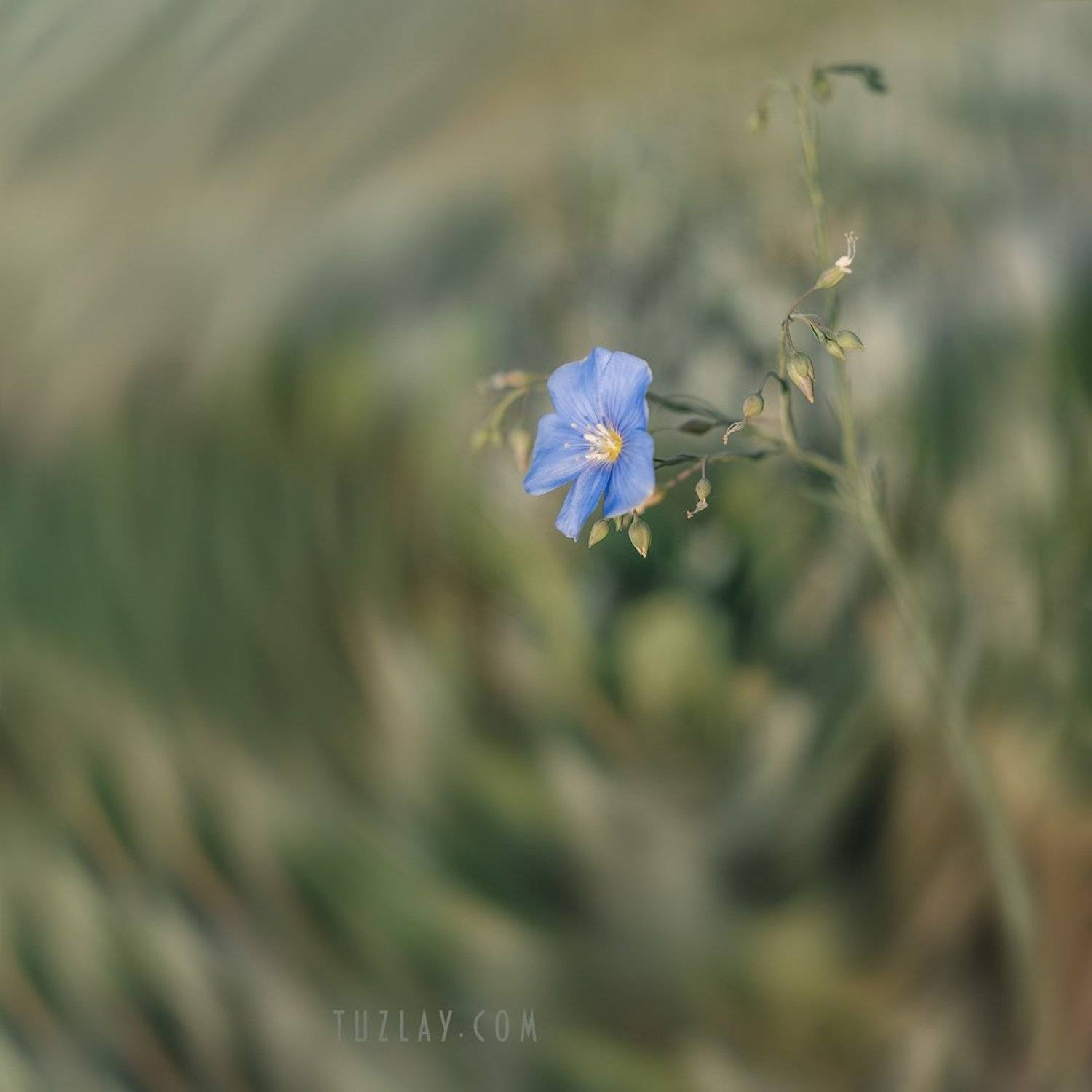 растительность тамани, лён, флора, темрюкский район, Владимир Тузлай