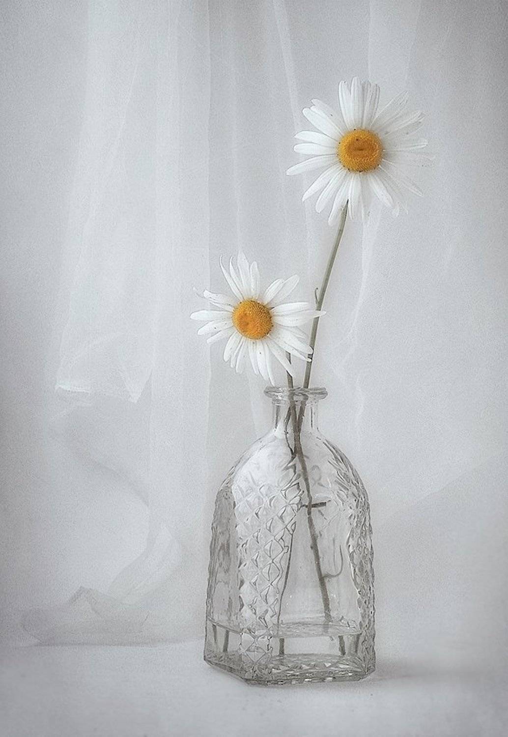 натюрморт,ромашки, Наталия К