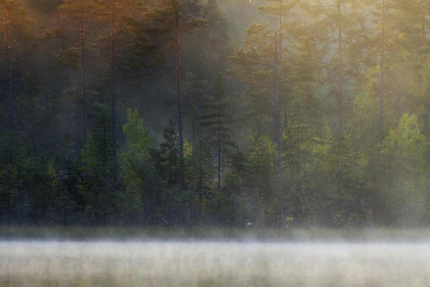 карелия, Виктор