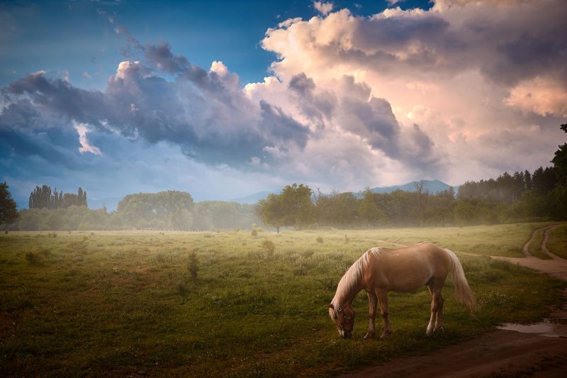 Sunset with a horse фото превью