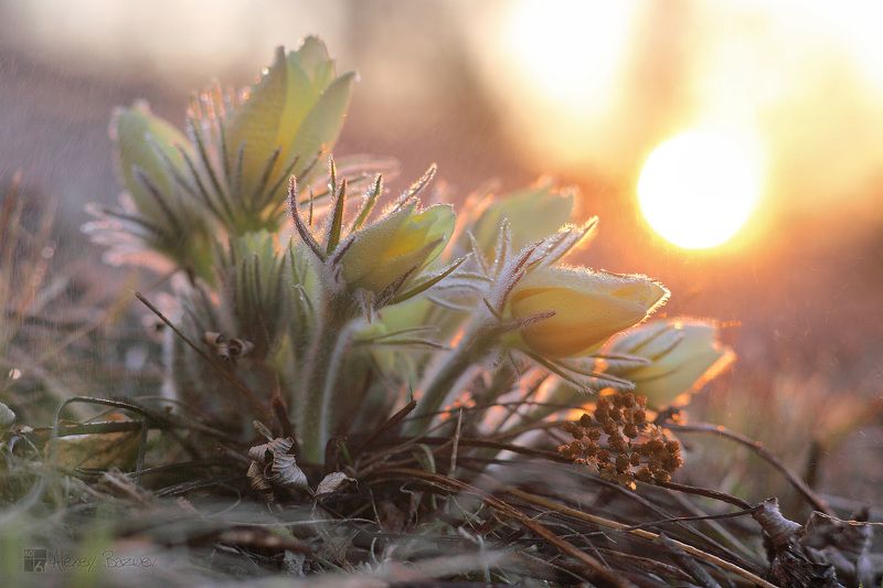 Весенний букет.  фото превью