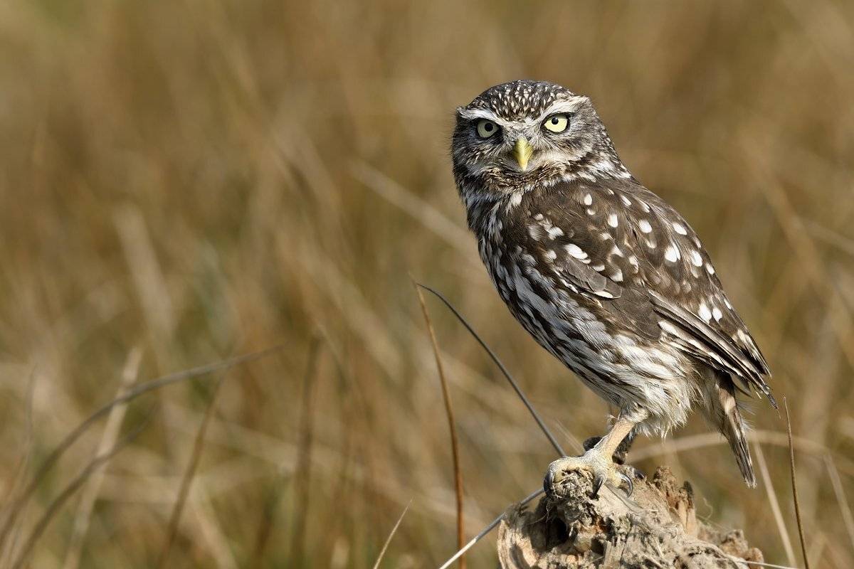птицы birds athene noctua, Jaroslav Mego