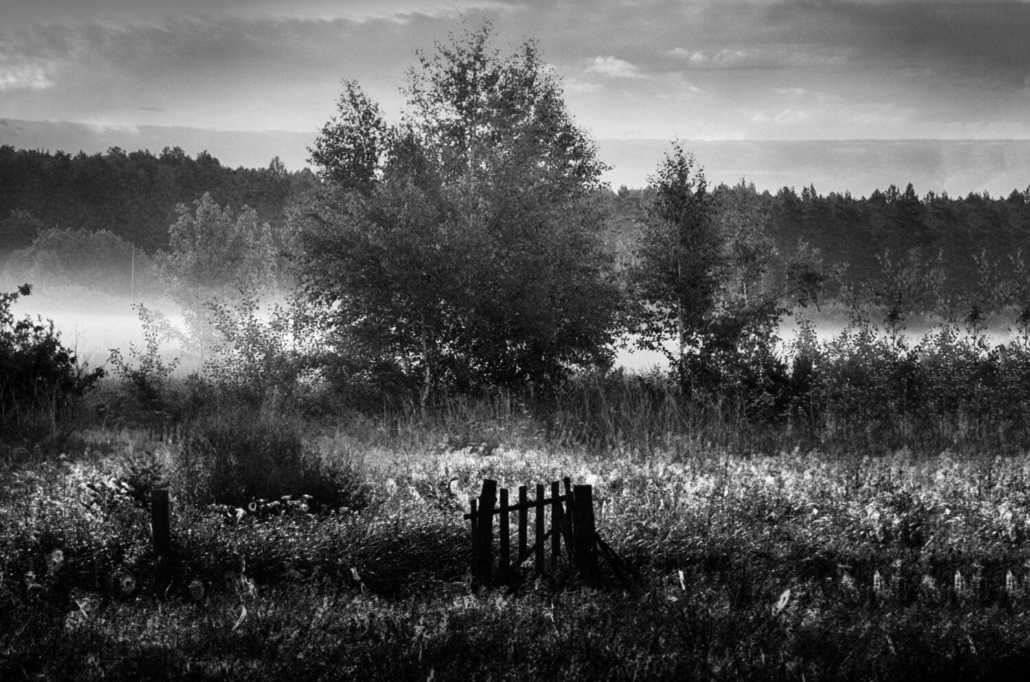 туман, пастбище, утро, природа, пейзаж, Rimantas Petrikas