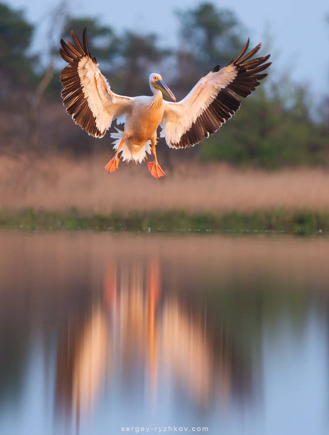 пеликан, розовый пеликан, птицы, украина, животные, природа, дикая природа, birds, wildlife, nature, ukraine, pelican,, Сергей Рыжков