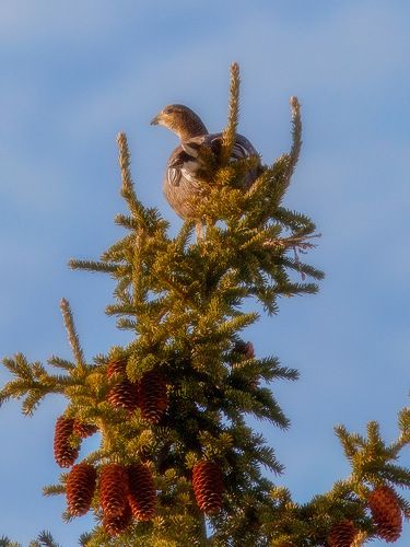 Немного боровой