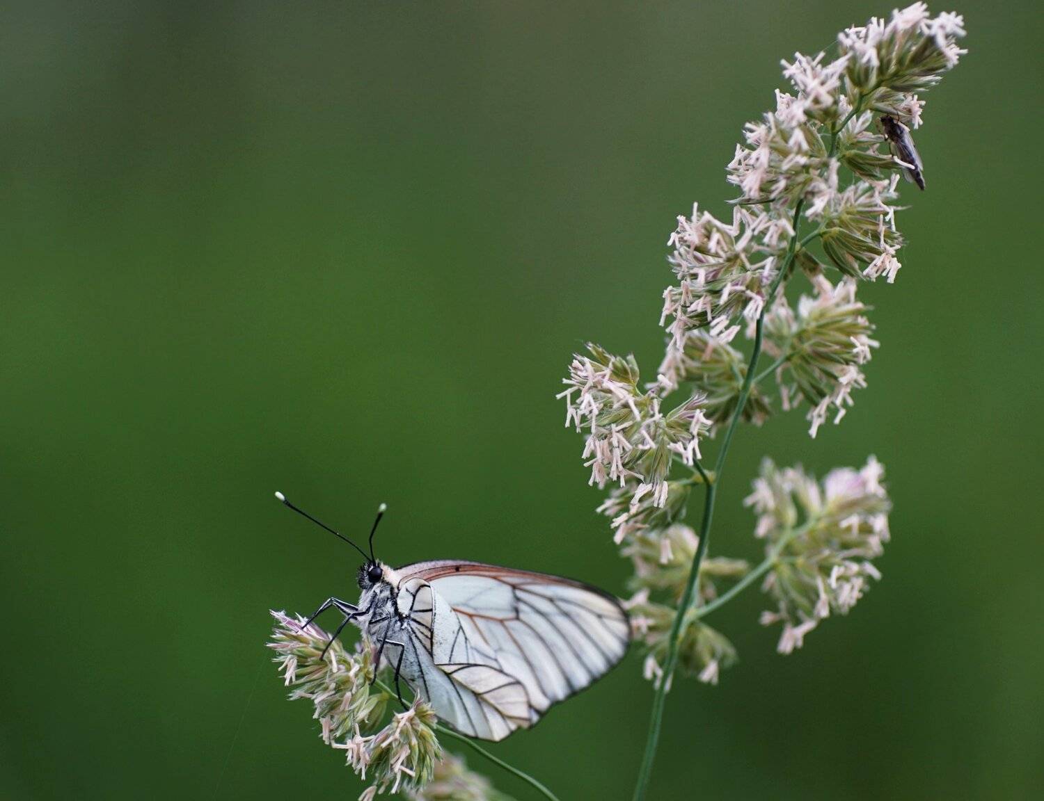 , Красимир Георгиев