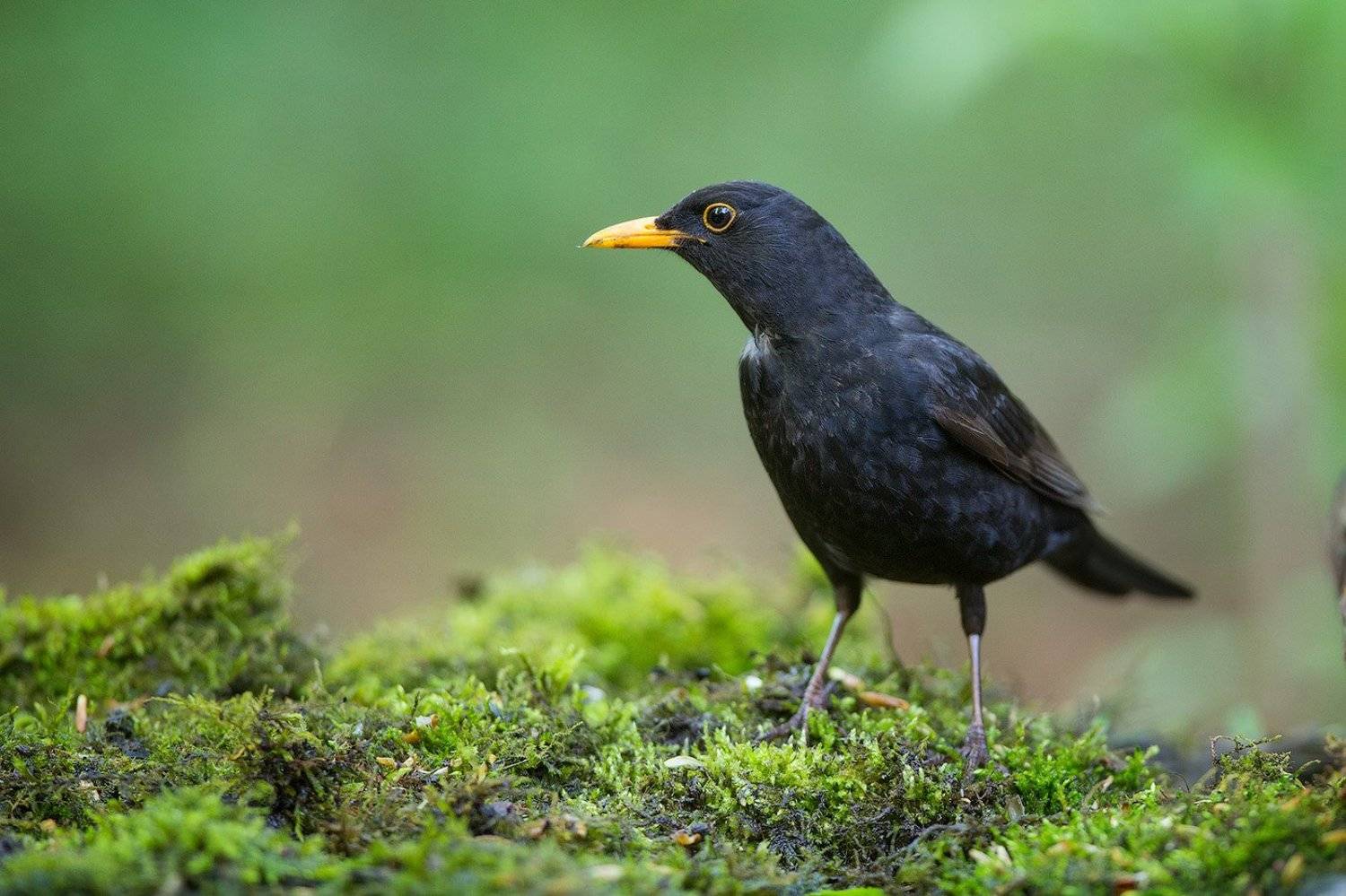 blackbird, bird, wildlife, черный дрозд, птицы, птица, дикая природа, дрозд, Голубев Дмитрий