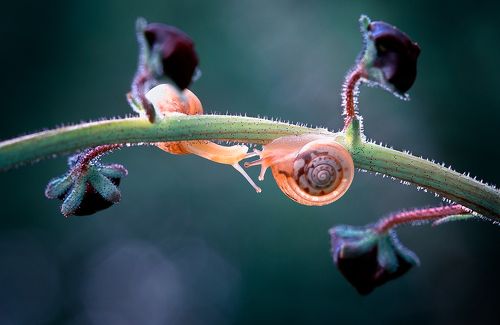 Snails
