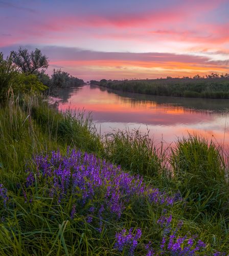 Цветёт горошек на заре