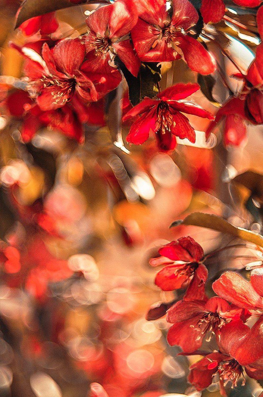 , Чернякова Анна