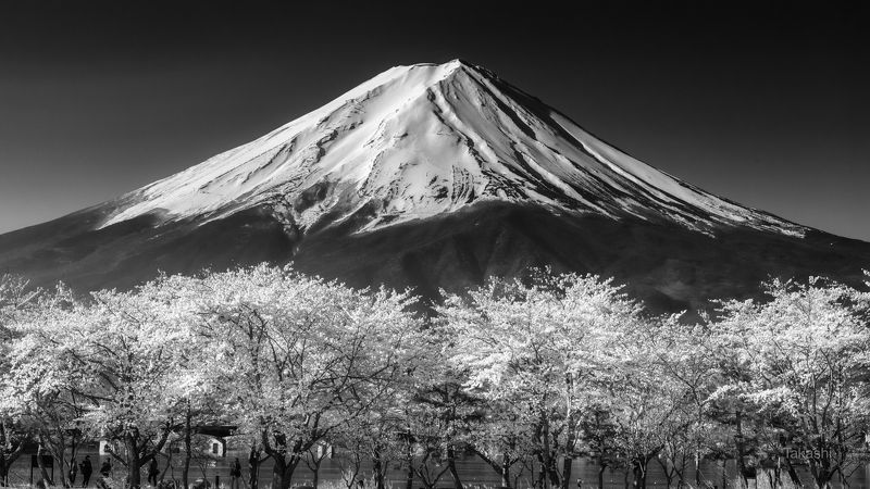 fuji,japan,mountain,snow,sakura,cherry,spring,flower, Sakura full bloom  фото превью
