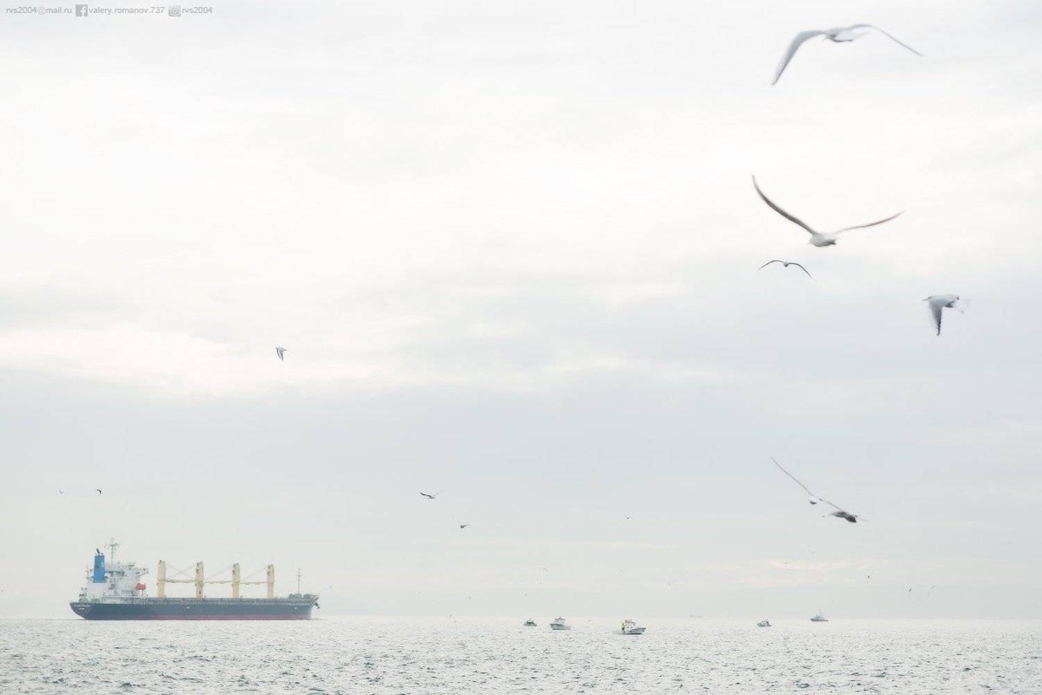 Море, Птица, Чайка, Природа, Морской, Судно, Транспорт, Вода, Небо, Гавань, Синий, Судоходство, Животное, Груз, Контейнер, Корабль, Облако, Стамбул, Турция, Европа, Азия, Босфор, Валерий Романов