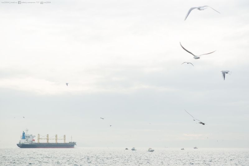 Море, Птица, Чайка, Природа, Морской, Судно, Транспорт, Вода, Небо, Гавань, Синий, Судоходство, Животное, Груз, Контейнер, Корабль, Облако, Стамбул, Турция, Европа, Азия, Босфор Aquatory – Акватория фото превью