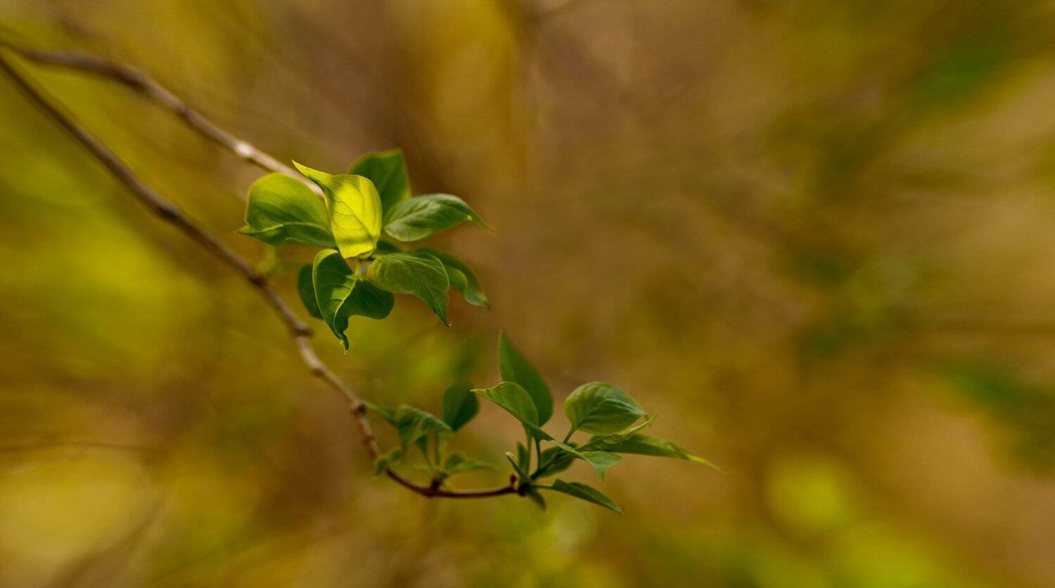весна,природа,беларусь, Sixten ( Сергей )