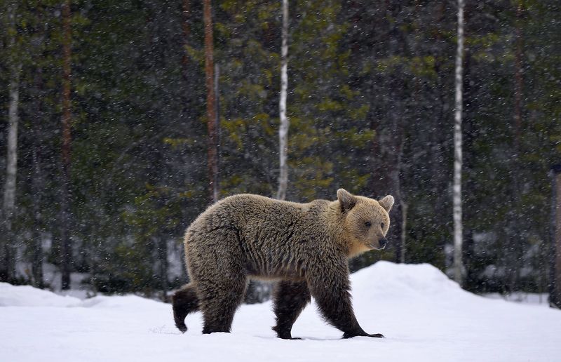 snowfall, brown bear, animal  фото превью