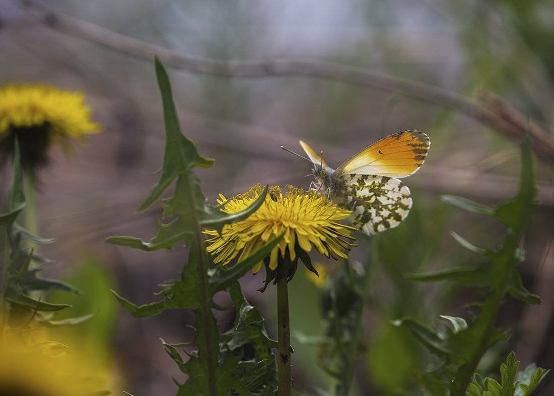 бабочка зорька, Евгений Слободской