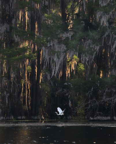 Louisiana / Texas Swamps.