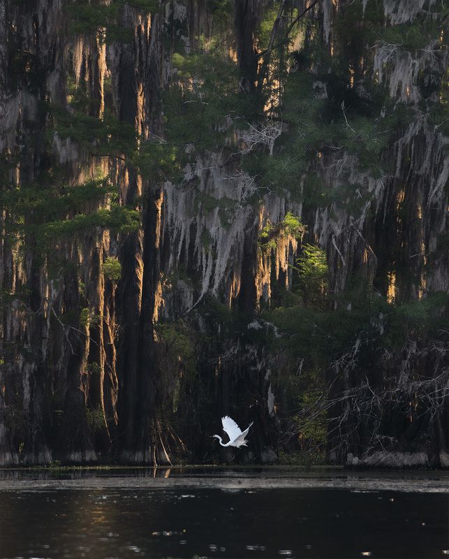 louisiana, texas, swamps, new orleans, white heron, great blue heron Louisiana / Texas Swamps. фото превью