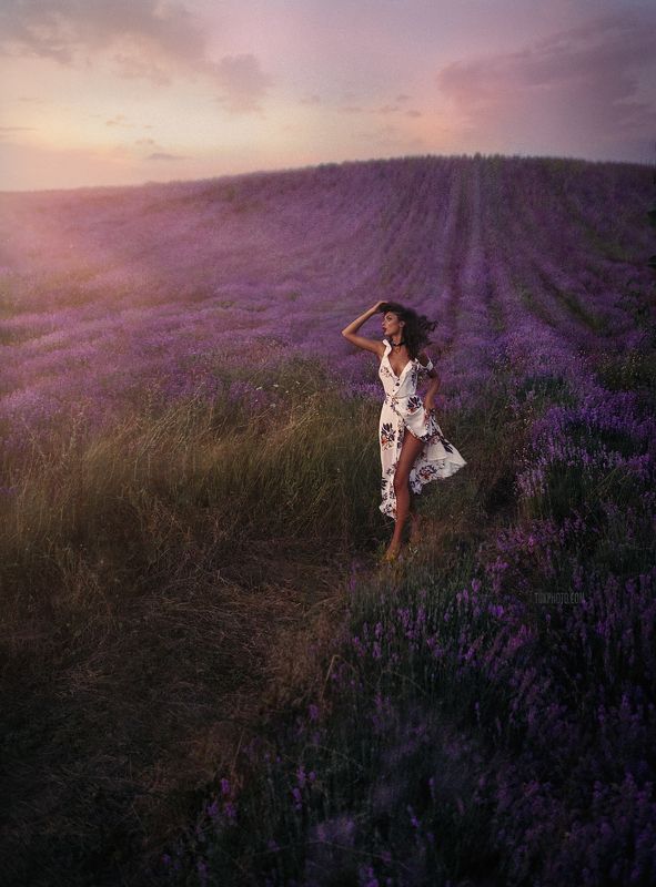 lavender лаванда лавандовые поля крым blossom  Влада Лаванда фото превью