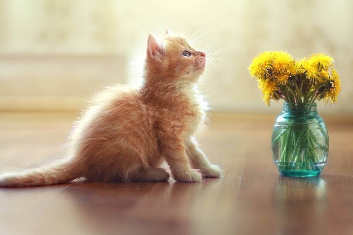 , Елена Галицкая