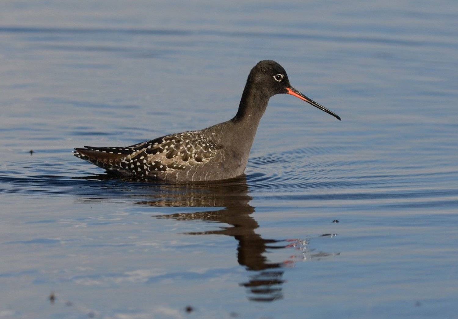 кулик,щёголь,брачный наряд, Иван